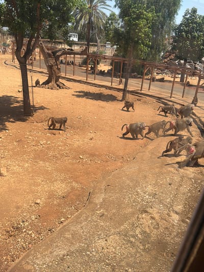The image shows a group of baboons in an outdoor enclosure. The baboons are of various sizes, including adults and juveniles, and are scattered across a sandy ground with some rocks and vegetation. Some of the baboons are walking, while others are sitting or standing. One baboon is perched on a fallen tree branch, while another is near a metal fence. In the background, there are trees, a fence, and a white structure that might be a building or a vehicle. The scene appears to be a zoo or wildlife park, given the enclosure and the presence of baboons. The lighting suggests it is daytime, likely sunny given the strong shadows cast by the baboons and the trees. The overall impression is one of a naturalistic habitat within a controlled environment. There is no visible text in the image.