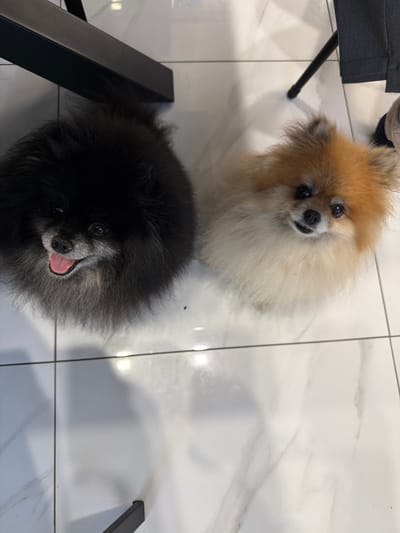 This is a top-down, medium shot photograph featuring two Pomeranian dogs on a tiled floor. The dog on the left is black with a greyish muzzle and is panting with its tongue visible. The dog on the right is a lighter cream and orange color, also looking up towards the camera. Both dogs have fluffy fur. Behind them, parts of black furniture legs are visible. The environment appears to be indoors with a modern, tiled floor that has a subtle marble-like pattern. The lighting is bright, casting some soft shadows. The scene is devoid of any elements or context that would indicate a location in Tarusa, Russia.