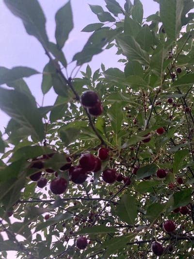 The image shows a close-up, low-angle view of a cherry tree laden with ripe, dark red cherries. The branches and green leaves of the tree fill the frame, with the sky visible as a pale, hazy backdrop. Numerous cherries, some in clusters and some individually hanging from thin stems, are scattered throughout the branches. The focus is on the fruit and foliage, creating a sense of abundance and a natural, outdoor setting. The image appears to have been taken in the vicinity of Матыкальскі сельскі Савет, Belarus. There are no people or discernible human activity in the image.