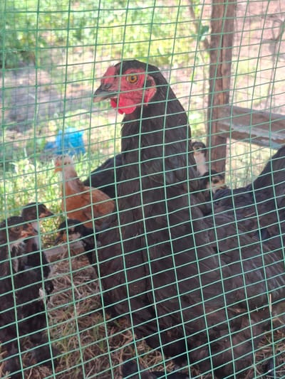 The image depicts several chickens and chicks inside a green wire mesh enclosure. The focal subject is a black hen with a red comb and wattles, its head turned to the left, with a bright yellow eye. Behind the hen, a smaller, light brown chicken is visible. Several chicks, mostly black with some brown and white markings, are clustered on the ground in the foreground and mid-ground. The ground within the enclosure is covered with dry grass and some soil. The background shows blurred greenery and hints of wooden structures, suggesting an outdoor environment. The location is specified as the city of Dustabad (Soldatsky), Uzbekistan.