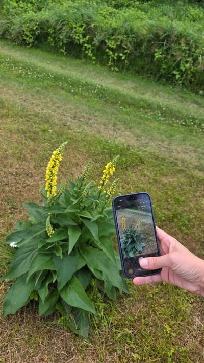 A person's hand is holding a smartphone, taking a picture of a plant with yellow flowers. The plant has large, green leaves and tall stalks with clusters of small yellow blossoms. The phone screen displays a close-up image of the plant's flowers and leaves. The background consists of a grassy area with a path winding through it, suggesting an outdoor setting like a garden or park. Lush green foliage can be seen on the left side of the image. The lighting suggests it is daytime, possibly overcast due to the diffused light. No visible text is present in the image. The scene appears to be in Cekule, Latvia.
