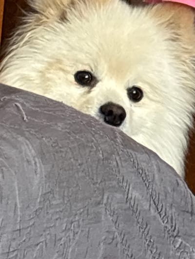 A white, fluffy dog with dark eyes and a black nose peeks out from behind a gray, textured blanket. The dog's face is partially obscured by the blanket, but its eyes and nose are clearly visible. The background is out of focus. The location is not evident from the image.