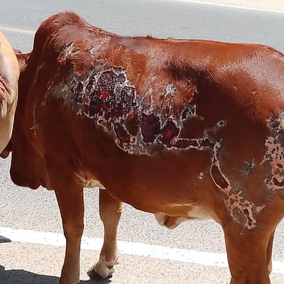 A reddish-brown cow stands on an asphalt road in Machakos Central ward, Kenya. The animal's left flank and dorsal region exhibit extensive, irregular skin lesions, appearing as severe full-thickness wounds. Exposed tissue, characterized by deep red, raw flesh and lighter, denuded areas where fur is absent, covers a significant portion of its side, consistent with severe burns or trauma. A small portion of a second, lighter-colored bovine is partially visible to the immediate left. The road surface is grey asphalt, marked by a single white painted line running horizontally near the bottom of the frame. Strong overhead lighting casts a distinct shadow beneath the cow. No human subjects, specific actions, or interactions are observable.