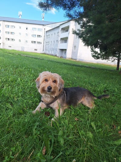 A medium shot photo captures a small, tan and grey dog lying on a patch of green grass in front of a multi-story apartment building. The dog is facing the camera, with its head tilted slightly. The building in the background is light-colored, with many windows and several cellular antennas on its roof. A tall pine tree is visible on the right side of the image, with its branches partially obscuring the building. The sky is blue with a few white clouds. The scene is outdoors in a grassy area, possibly a yard or park, near an urban dwelling. The specific location is Атамановка, Russia.