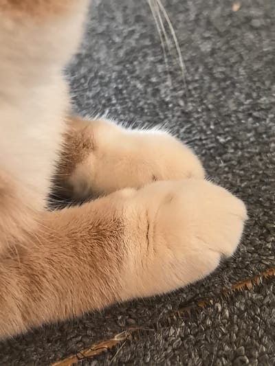 The image shows a close-up view of a cat's paws resting on a gray carpet. The cat has light-colored fur. The paws appear soft and fluffy. The carpet has a textured surface. There are no people or other animals visible in the image. The lighting is natural, casting soft shadows. The location in the city of Pogorelki, Russia is not discernible from the image.