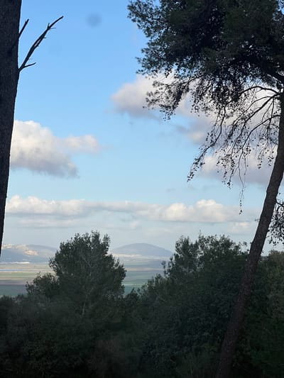 The image displays an elevated landscape view within the Megido Regional Council, Israel, overlooking the Jezreel Valley. The foreground features two partial tree trunks, one on the far left and one on the far right, framing the scene. The right trunk has branches extending inward, exhibiting pine needles and small cones. Below these, a dense layer of dark green foliage comprises the immediate foreground. The midground reveals a broad agricultural valley, characterized by distinct patches of green and fallow fields. In the central background, a prominent, dark, rounded mountain, consistent with Mount Tabor, rises from the valley, displaying visible urban structures at its base. Additional distant hills with settlements are visible on the far left horizon. The sky is a light blue, sparsely populated with scattered white cumulus clouds. No people or active subjects are depicted.