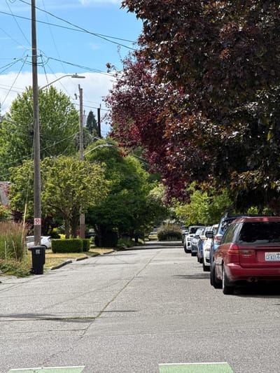 The image depicts a quiet residential street in Seattle, Washington, USA. The scene is dominated by lush green trees and a few trees with dark red foliage, suggesting it is late spring or summer. The asphalt street curves gently to the right and is lined with parked cars on the right side. A red Subaru station wagon is prominently in the foreground, with its license plate reading "CFV3144". A row of other vehicles, including SUVs and sedans, are parked behind it. On the left side of the street, a black garbage bin and a white car are visible near the curb. A "No Parking" sign is also present on the left. Utility poles with a complex network of wires stretch across the sky, which is a bright blue with some white clouds. The overall impression is a tranquil neighborhood street bathed in sunlight.