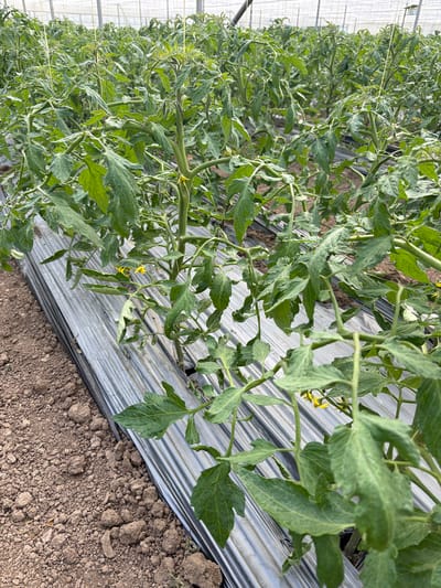 The image shows a greenhouse interior in Damianitsa, Bulgaria, featuring rows of cultivated tomato plants. The plants are green with numerous leaves and some small yellow flowers. They are grown on raised beds covered with reflective plastic sheeting. The soil next to the plastic sheeting is brown and appears dry. The greenhouse structure is visible in the background, suggesting a controlled environment for crop production.