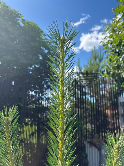 The image shows a close-up of a pine branch with green needles against a bright blue sky with scattered white clouds. In the background, there is a blurred view of trees, a dark metal fence with a repeating rounded pattern, and a corrugated metal structure. The lighting suggests it is daytime, likely sunny. The scene appears to be outdoors in a garden or backyard setting. There are no people or animals visible in the image. The location is specified as Vsevolodovo, Russia.
