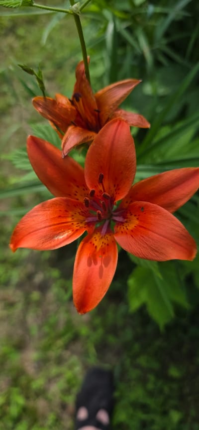 An extreme close-up, low-angle shot captures an orange lily in bloom. The flower is vibrant and in focus, with its petals spread open to reveal the stamens and pistil at its center. The petals are adorned with dark orange speckles. Behind the main lily, another orange lily is partially visible, also in bloom. Lush green foliage forms the background, creating a soft, blurred contrast that highlights the lilies. In the lower portion of the frame, a blurred black object, appearing to be a shoe, is visible on the ground. The scene is set outdoors, suggesting a garden or natural environment. There is no indication of the location being within the city of Lensk, Russia.