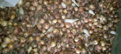 This is a close-up, overhead shot of a large pile of shallots, also known as small onions. The shallots are a mix of colors, with many being light brown and tan, while others have a purplish hue. Some appear to have dry, papery skins, while others are lighter and possibly more moist. There are also a few longer, white objects interspersed throughout the pile, which could be sprouts or possibly some other vegetable mixed in. The shallots are densely packed together, obscuring the surface they are resting on, though the background appears to be a dark, possibly rough surface like concrete or a wooden crate. Some dry, wispy material, likely roots or dried leaves, is visible amongst the shallots. There is no visible text. The lighting is somewhat dim and appears to be artificial, with shadows present, suggesting an indoor setting. The overall impression is of a harvest or storage of these small onions. The context of Marhamat, Uzbekistan, suggests this could be a common agricultural product in that region.