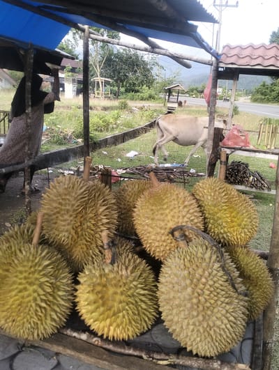 A fruit stand displays a large pile of durians in the foreground. Behind the durians, a cow walks across a grassy area next to a road. A person wearing a hijab is visible on the left side of the image, standing under a blue tarp. In the background, there are trees, a small structure, and a roadside sign that reads "KM 89". The scene appears to be located in Keudeunga, Indonesia.