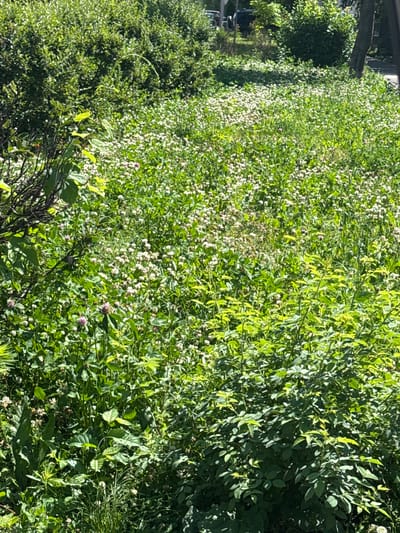 This is a vertical, eye-level medium shot of lush green foliage, possibly a garden or park, under bright daylight. The scene is dominated by dense, leafy bushes and smaller plants with white and pink flowers, suggesting a blooming season. The lighting indicates it's a sunny day, casting distinct shadows among the leaves and highlighting the vibrant green hues.

On the left side of the frame, a dark, horizontal object, possibly a wooden beam or a branch of a larger tree, partially obscures the view of the plants behind it. Further down on the left, a blurred reflection suggests the presence of a building or structure with windows, hinting at an urban or semi-urban setting. A hint of a dark vehicle is also visible in the reflection, suggesting the presence of a road or parking area nearby.

The overall impression is one of natural abundance and growth. The activity taking place is simply the natural state of the plants in their environment. There are no visible people or discernible text. The location context of Arzamas, Russia, combined with the greenery and flowering plants, evokes a typical summer scene in a temperate climate.