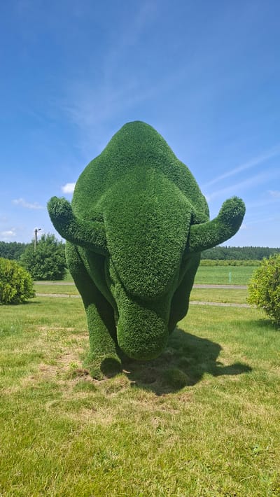 A life-sized, emerald green topiary sculpture of a bison stands in a grassy field under a bright blue sky with scattered white clouds. The sculpture is meticulously trimmed to resemble the animal's form, complete with curved horns and sturdy legs. The ground surrounding the bison is a mix of green grass and patches of dry, brown earth, suggesting it is outdoors. In the background, a line of trees borders a field, and a single, slender lamppost is visible to the left of the sculpture. The scene is devoid of any people or animals, emphasizing the solitary presence of the sculpted bison. The overall impression is one of a carefully maintained outdoor space, possibly a park or public garden, within the Дзяржынскі сельскі Савет region of Belarus.