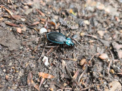 A metallic blue and black beetle is the subject of this close-up, ground-level photograph. The beetle is positioned on a surface composed of dark soil, small pebbles, and decomposing organic matter, including twigs and dry leaves. The beetle's exoskeleton is iridescent, reflecting light in shades of blue and green. It has a segmented body with visible antennae and legs. The background is blurred, indicating a shallow depth of field that keeps the beetle in sharp focus. The scene appears to be in an outdoor environment, possibly a garden path or wooded area. This image does not provide information about its specific location in Choceň, Czechia.