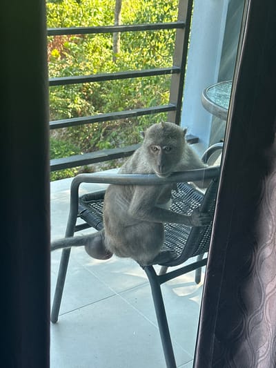 An adult long-tailed macaque (Macaca fascicularis) with greyish-brown fur is positioned on a dark-colored, woven patio chair on a tiled balcony in Phra Ae, Thailand. The macaque rests its forearms and head on the top horizontal bar of the chair's backrest, facing directly forward, appearing to look into the room from which the image was captured through a glass barrier. Its tail extends to the lower left, and its visible scrotum confirms it is an adult male. To the right, a portion of a glass-topped circular patio table is visible. The balcony is bordered by a dark railing, beyond which lush green foliage is illuminated by bright natural sunlight. The scene is framed by a dark vertical structure on the left and dark patterned curtains on the right, indicating observation through a doorway or window.
