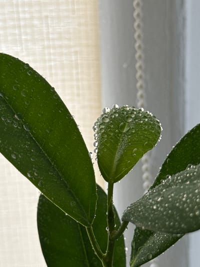 The image shows a close-up of a plant with water droplets on its green leaves. The plant is positioned in front of a window with sheer curtains that are illuminated by soft light. A beaded string hangs vertically in the background, partially obscuring the curtains. The scene is likely captured indoors, possibly in a residential setting within the city of Troitske, Ukraine. There are no people or animals visible in the image. The focus is on the delicate texture of the leaves and the glistening water droplets.