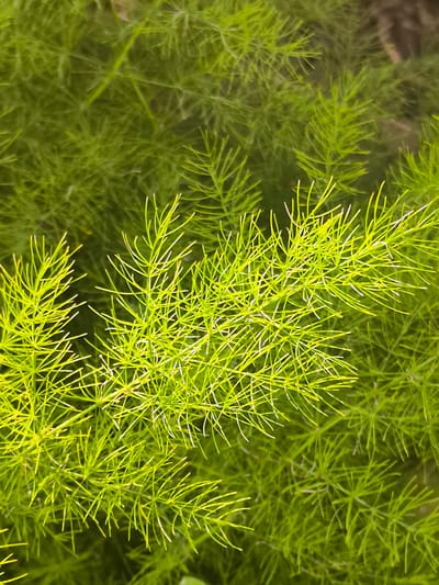 The image is a close-up, top-down view of lush, bright green foliage. The leaves are needle-like and clustered densely on thin stems, creating a feathery texture. Some of the foliage in the foreground is illuminated by a bright light source, causing it to appear almost fluorescent and casting soft shadows. The background is a darker, less distinct mass of the same green foliage, suggesting a dense growth of plants. The overall impression is one of natural abundance and vibrant plant life. The image does not contain any people, actions, or specific objects that would indicate a location within a city.