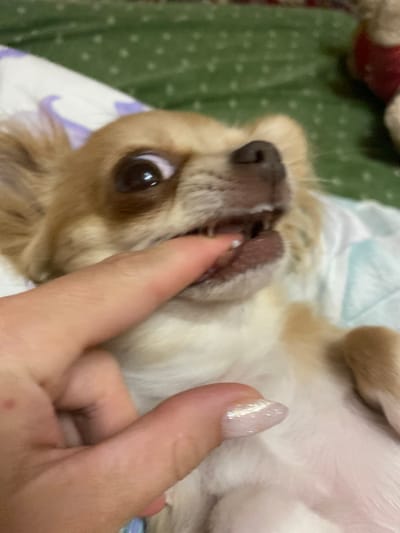 A close-up, eye-level shot shows a small, tan Chihuahua dog lying on its back, with its head tilted back and its mouth open, revealing its teeth. A human finger, with a sparkly nail, is gently pushing the dog's lips to the side, exposing its teeth. The dog's eyes are wide and looking upwards. The background is blurred and appears to be a bed with green and white patterned bedding. There are no identifying features that place the image in Andzhiyevsky, Russia.