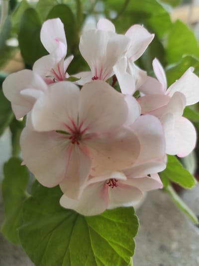 The image is a close-up, eye-level shot of a cluster of pale pink and white flowers, likely geraniums, with visible dark pink veins on their petals. Some of the flowers are in full bloom, while others are buds. Lush green leaves are visible in the foreground and background, suggesting the flowers are part of a plant, possibly in a garden or potted setting. The lighting appears natural, casting soft shadows and highlighting the delicate texture of the petals. The background is blurred, creating a shallow depth of field that focuses attention on the flowers. The scene is likely outdoors, given the natural light and foliage. There is no indication of the city of Sadova, Moldova, within the image itself.