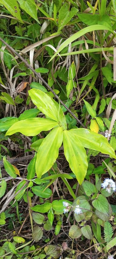 A vibrant green plant with broad, lance-shaped leaves dominates the scene. It’s surrounded by a mix of other foliage, including various types of grasses, small-leaved plants, and a flowering plant with delicate white blossoms. The ground is littered with twigs and dry leaves, creating a natural, textured background. The overall impression is one of lush greenery in a wild, slightly overgrown setting.