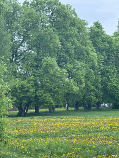 The image shows a scene with several trees alongside a field of yellow flowers. The sky is overcast. No people are visible. Specific location details within Ленино, Russia, are not discernible from the image.