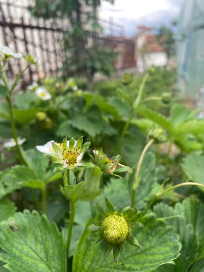 The image shows a close-up of strawberry plants with green leaves, white flowers, and a developing green strawberry. The setting appears to be a garden or outdoor area. In the blurred background, there is a glimpse of a building and a metal structure, possibly a fence or trellis. The image includes no visible people. The photo was taken in Zhaltusha, Bulgaria.