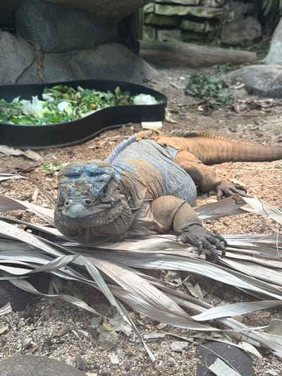 The image shows a rhinoceros iguana in an enclosure at the Beauval Zoo in Saint-Aignan, France. The iguana is a large reptile with rough, scaly skin. Its body is primarily a sandy brown color, with some gray and blueish coloration on its head and neck. The iguana is resting on a bed of dry leaves and gravel. Its claws are sharp and dark, and it appears to be gripping the leaves for support. In the background, there are rocks and some greenery, suggesting a naturalistic habitat within the zoo. To the left of the iguana, a dark, curved object, likely part of the enclosure, contains a pile of green leafy vegetables, indicating the iguana's food source. The lighting suggests it is daytime, and the overall scene depicts a tranquil moment for the animal. There is no visible text in the image.