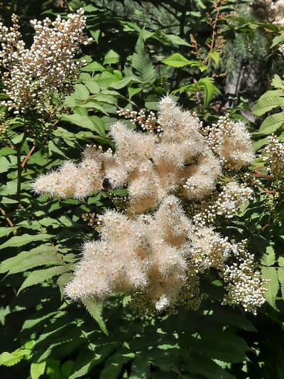 In Mar'ino, Russia, a close-up shot captures a cluster of creamy white flowers with delicate, feathery petals. The flowers are arranged in panicles, with smaller buds forming at the edges of some clusters. Dark green, serrated leaves provide a backdrop to the blooms. A small, dark insect, possibly a bee, is visible on one of the flower clusters. The lighting suggests a sunny day, casting shadows among the foliage. The overall scene is one of natural beauty, showcasing the intricate details of the flowering plant and its interaction with an insect.