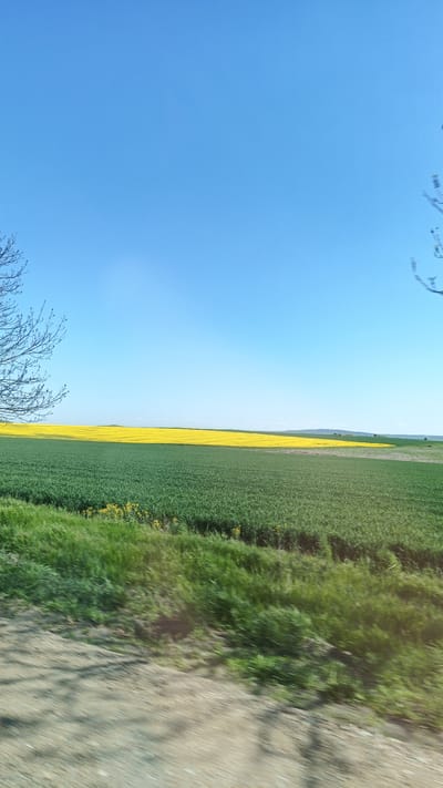 The image depicts a landscape scene in or near Venets, Bulgaria. The sky is clear and blue. There is a field of green crops with a yellow field of what appears to be rapeseed crops further back. The foreground consists of roadside vegetation. The blurriness indicates that the image was taken from a moving vehicle. Bare branches of trees are visible to the left and right. Distant hills are present on the horizon.