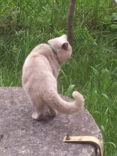 A light brown cat with a green collar is standing on a grey, circular concrete structure. The cat is facing away from the viewer, with its tail curled upwards. In the background, there is a fence and lush green grass, suggesting an outdoor environment, possibly a garden or park. The overall impression is one of a domestic animal in a natural setting. No specific details about the city of Turka, Ukraine, are discernible from the image.