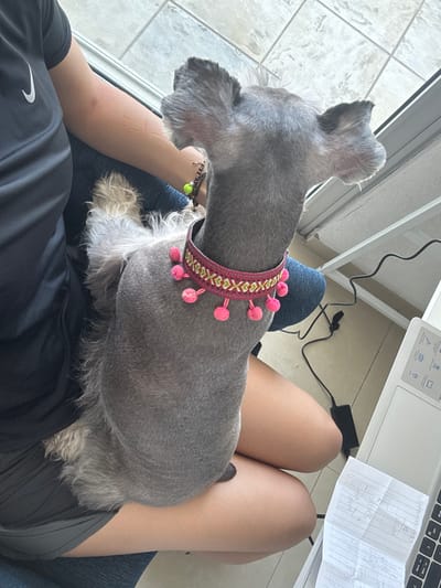 The scene shows a top-down view of a person sitting with a gray schnauzer-type dog in their lap. The person is wearing a dark-colored top with a white Nike swoosh on the lower left side. The person's arms and legs are visible, and they are wearing denim shorts. The dog is wearing a colorful collar with pink pom-poms. A white laptop and a handwritten note are visible in the upper right corner of the image. The setting is indoors, possibly in a home office. Based on the location provided, this scene is likely taking place in Boca del Río, Mexico.