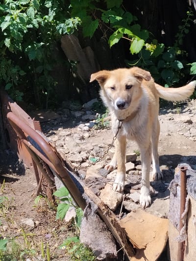 A medium-sized, tan-colored dog stands on a rocky, uneven surface, possibly an outdoor yard. The dog is facing forward, with its head slightly tilted and its tail held up and to its right. It is wearing a chain leash around its neck. In the background, there are green bushes and dark wooden structures. The lighting suggests it is daytime, with shadows indicating direct sunlight. The scene appears to be in Cîrpești, Moldova, given the information provided.