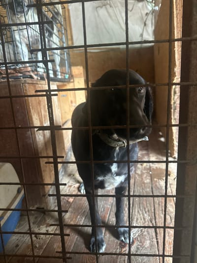 The image shows a black dog with white markings lying inside a cage. The cage is made of metal bars. The dog is wearing a collar. The background appears to be a wooden structure. The environment seems dimly lit and possibly indoors. Another cage with a white animal inside can be seen in the bottom left of the image. There is no indication of the location in Kazachiy Brod, Russia, within the image itself.