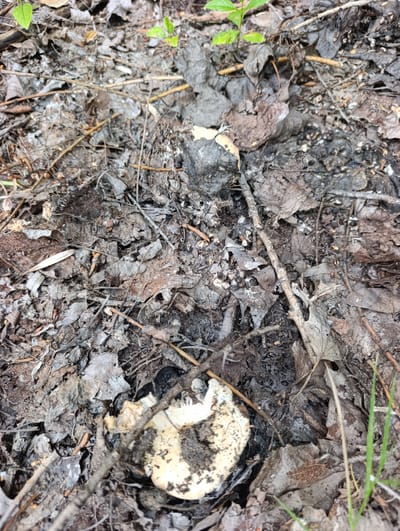 The image shows a close-up view of a forest floor. The ground is covered with dry leaves, twigs, and some small green plants. A portion of a white and yellow mushroom is visible in the lower right corner, partially obscured by dirt and leaves. The scene depicts a natural, outdoor environment. The location is identified as Dimitrovskii, Russia.
