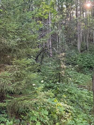 This image depicts a dense forest scene with thick green foliage and tall trees. The sun is setting or rising, as evidenced by the lens flare and warm light filtering through the canopy, particularly on the right side of the image. The ground is covered in a variety of lush green plants and undergrowth. In the foreground, on the left, is a large coniferous tree with dark green needles. There are no people or animals visible in the scene. The environment appears to be a natural, wooded area, likely a forest or park. The specific location in the city of Ляды, Russia is not discernible from the image itself, as it shows only a natural landscape.