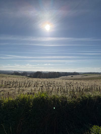 A wide-angle landscape photograph captures a rural scene in Mauléon-d'Armagnac, France, under bright sunlight. The upper third of the image is dominated by a clear, light blue sky with wispy, horizontal cirrus clouds and faint contrails. The sun, a brilliant white orb with a starburst effect and a rainbow-colored lens flare, is positioned slightly left of center in the upper sky.
The middle ground features an expansive agricultural field characterized by short, uniform crop stubble, indicative of a recent harvest. The stubble and ground are covered in a visible layer of white frost, suggesting cold temperatures. The field slopes gently downwards and upwards, following the natural undulations of the terrain.
In the far background, a dense line of bare deciduous trees forms a darker horizontal band, marking a transition to rolling hills. Distant structures, possibly farm buildings or a small village, are faintly visible on the horizon to the left.
The immediate foreground consists of a dark band of unkempt green vegetation, including tall grasses and leafy plants, forming an embankment or edge to the field. A green lens flare is present in the lower right quadrant of the foreground. No individuals, animals, or active machinery are present within the frame.