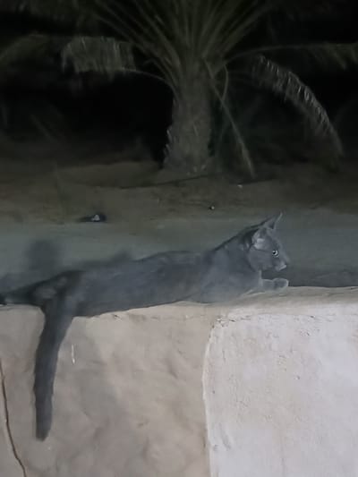 A grey cat is lying on a raised concrete surface at night, in front of a palm tree. The cat is positioned on its left side, facing right. Its tail extends down the side of the concrete surface. The background is dark and out of focus, with hints of vegetation. A small, dark object with white markings is visible in the distance on the ground. The image appears to have been taken in or around the city of Hun, Libya.
