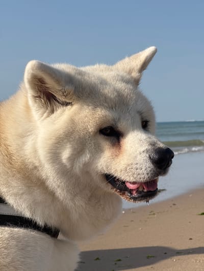 The image is a close-up, low-angle shot of a large, fluffy white dog at the beach. The dog's head is tilted back, with its mouth open and tongue visible. The background shows a sandy beach with some green seaweed and the ocean in the distance. The sky is a clear blue, indicating a sunny day. The lighting suggests it is either morning or late afternoon due to the shadows cast on the sand. The overall mood is playful and happy, as the dog appears to be panting or enjoying itself. The image was captured in Wissant, France. There is no visible text in the image.
