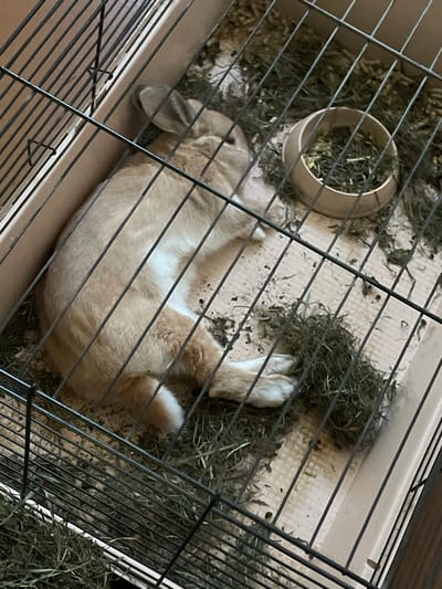 An adult rabbit, predominantly tan with white markings on its belly and paws, is lying on its side in a cage. The cage has a plastic base and black wire bars. The rabbit appears to be resting or sleeping, with its eyes closed and its ears partially visible. Scattered throughout the cage are clumps of hay and a beige food bowl filled with hay. The scene is indoors, with the cage positioned on a wooden surface.