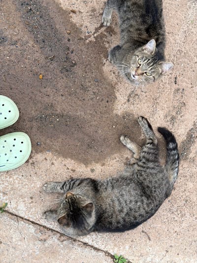 Two tabby cats are on a wet concrete surface. One cat is looking up at the camera with its head tilted. The other cat is lying down with its legs outstretched. The scene is outdoors, and the concrete appears to be part of a pathway or patio. There are small pebbles and some green plant life visible on the ground. The lighting suggests it is daytime, possibly after rain given the wet appearance of the concrete. The perspective is from above, looking down at the cats and the ground. Two light green Crocs are visible at the bottom of the frame, suggesting the photographer is standing nearby. There is no visible text in the image.