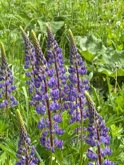 The image shows several stalks of blooming purple lupine flowers in a field of green grass and other foliage. The flowers are in various stages of bloom, with the tops of the stalks still closed and green. The location is not identified.