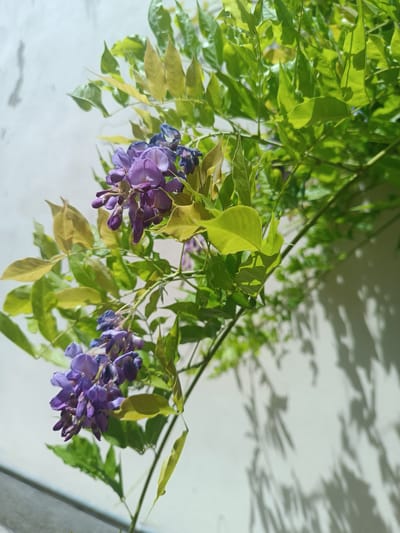 The image shows a close-up view of a wisteria vine with clusters of purple flowers and green leaves, set against a white wall. The vine is positioned in the upper right quadrant of the image, with the flowers and leaves cascading downwards. Sunlight casts shadows of the leaves and flowers onto the wall, creating an abstract pattern. A glimpse of a grey railing is visible in the lower left corner. The scene suggests an outdoor setting, possibly a garden or balcony, in Casalmaggiore, Italy, as indicated by the context. There are no people or animals present.