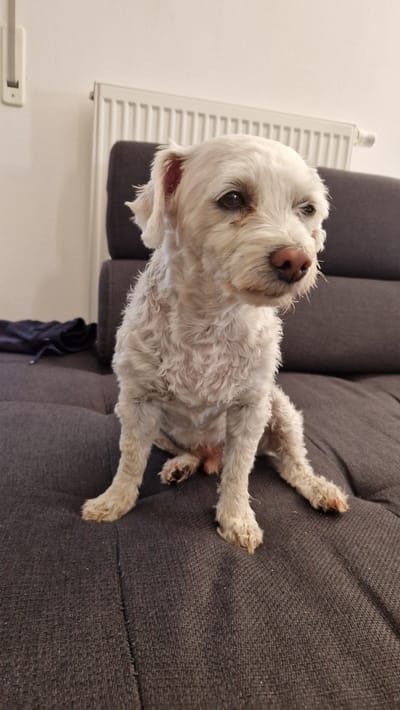 A white dog sits on a dark gray couch in a domestic setting. The dog has shaggy fur and appears to be looking to the right. Behind the dog, a white radiator is visible against a white wall. To the left of the dog, a dark piece of fabric is draped over the couch. The lighting in the room appears to be artificial. The location is identified as Ichenhausen, Germany.