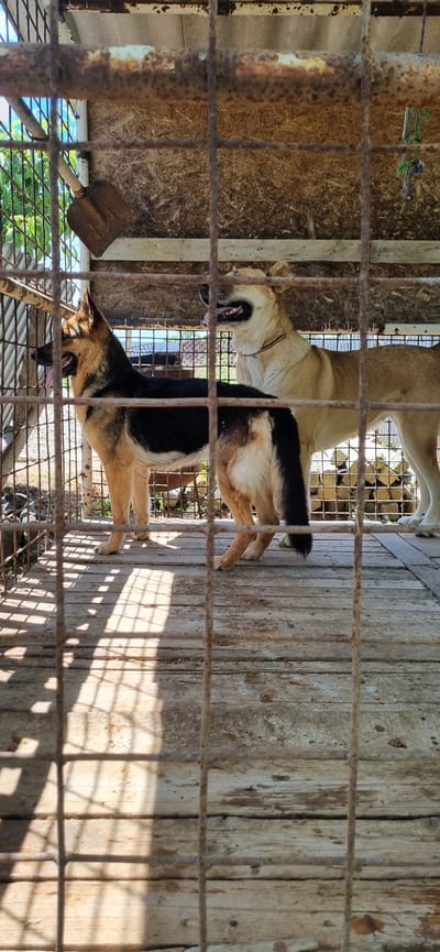 Two dogs are standing on a wooden platform inside a cage. The dog on the left is a German Shepherd, with black and tan fur. The dog on the right is a light brown color. The cage appears to be outdoors, with trees and foliage visible in the background. The scene is set in the village of Leninske, Ukraine. The cage is made of metal bars, and there is a weathered wooden roof overhead. Sunlight is casting shadows on the platform.