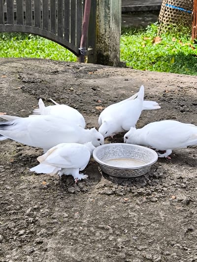 The image depicts five white doves gathered around a shallow, silver-colored bowl filled with water on a concrete surface. The concrete is textured and appears aged. In the background, there is a dark metal fence, green vegetation, and a wooden post. A woven basket is visible near the post. The image appears to be taken outdoors in daylight. Based on visual clues alone, the location within Tua, Indonesia cannot be determined.