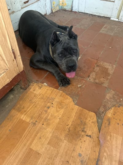 This media file captures a close-up, high-angle view of a dark gray dog lying on a floor that is a mosaic of reddish-brown tiles and weathered wooden planks. The dog is positioned in the lower left portion of the frame, with its head turned towards the viewer and its pink tongue playfully extended. Its eyes are open and appear alert. The dog is wearing a light-colored collar.
The floor shows signs of wear and tear. The tiles are a dull reddish-brown and appear slightly dusty or stained in places. The wooden planks, to the right of the tiles, are a light wood tone and have a visibly aged appearance with dark smudges and cracks. A transition between the tiled and wooden sections of the floor is visible, with some debris or dirt along the edge. In the upper left, a section of what appears to be a painted white wooden structure, possibly a doorway or trim, is visible, with peeling paint. The overall impression of the setting is one of an interior space that is not immaculately maintained, perhaps a utility area or an older building.
The lighting suggests it is daytime, likely indoors given the floor setting. No weather conditions are discernible. The dog’s expression and extended tongue convey a sense of playfulness or engagement with the photographer. There is no visible text in the image. The location context provided is Malyi Trostianets, Ukraine.
