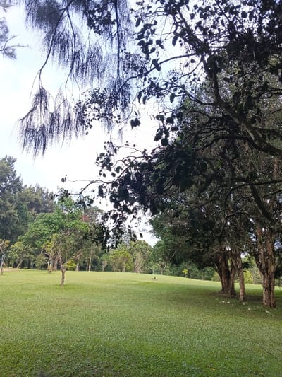 The image displays an outdoor scene in Masulog, Philippines, characterized by a natural, park-like environment under an overcast sky. The lower two-thirds of the frame are dominated by a vast expanse of well-maintained, short-cut green grass, gently sloping upwards towards the background. No individuals or specific objects are visible on the grass. A prominent row of mature trees with rough, textured trunks and dense foliage occupies the right side of the frame, extending from the mid-ground. Scattered smaller trees with distinct canopies are present across the grassy field in the mid-ground. The background consists of a dense forest line, featuring various species of trees and forming a solid green backdrop. The upper portion of the image reveals a light, cloudy sky, partially obscured by the dark silhouettes of overhead tree branches and leaves. One set of branches in the upper left exhibits fine, drooping, needle-like foliage.