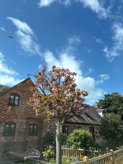 The image shows a low-angle view of a pink-flowered tree in Shrewsbury, United Kingdom. The tree is in bloom and partially obscures a brick building with a sloping roof and dark-framed windows. The sky is blue with scattered white clouds. A small bird is visible flying in the sky. A garden with flowers and greenery is visible in the background, partially obscured by a wooden fence. An antenna is visible on the building's roof.
