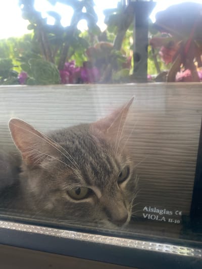 A tabby cat with grey fur and green eyes is peering through a glass window. The cat's head and a portion of its body are visible, pressed against the glass. Behind the cat, the background is blurred, showing greenery and pink flowers, suggesting an outdoor garden environment. The glass has some markings on it, including "Aislaglas CE VIOLA 11-10". The scene is lit by bright sunlight, creating some lens flare. The cat appears to be lying down or resting. The location is identified as Mas De Moregons, Spain.